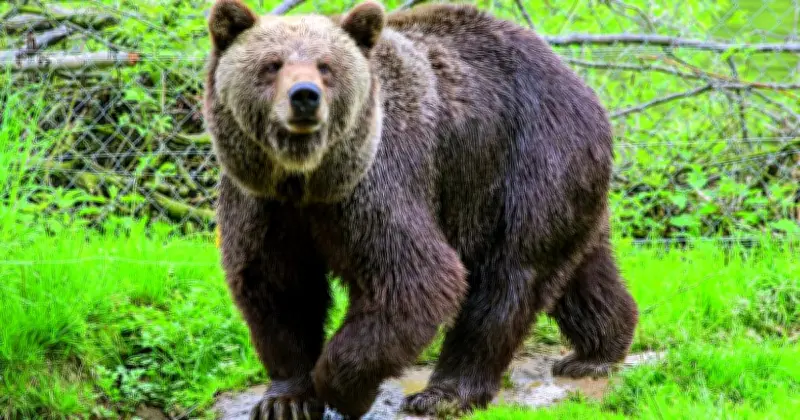 Japan City Shuts 94 Schools as Bear Roams Streets for Days