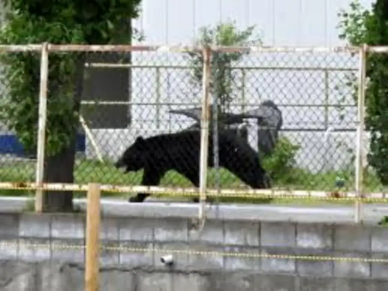 Japanese City Shuts 94 Schools as Bear Roams Streets for Days