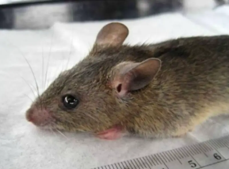 Lassa fever death toll hits 214 in Nigeria, fatality rate rises to 25%