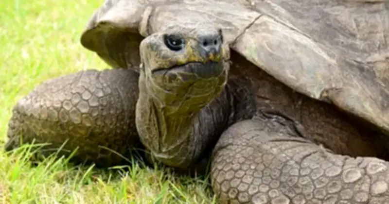 Meet Jonathan: The 194-Year-Old Tortoise, Oldest Living Land Animal