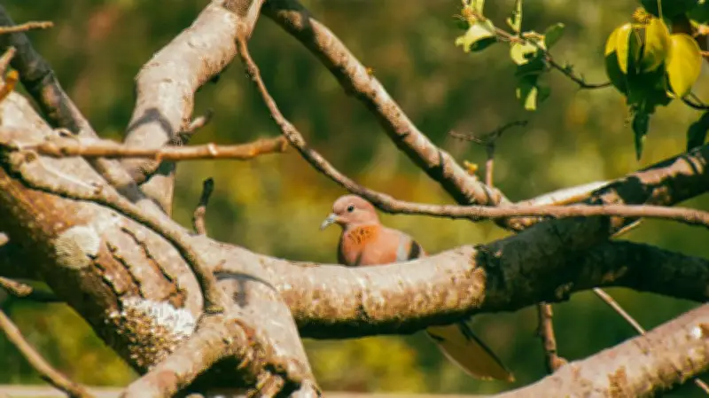 Nigeria Nature Photography Awards Launch to Celebrate Biodiversity