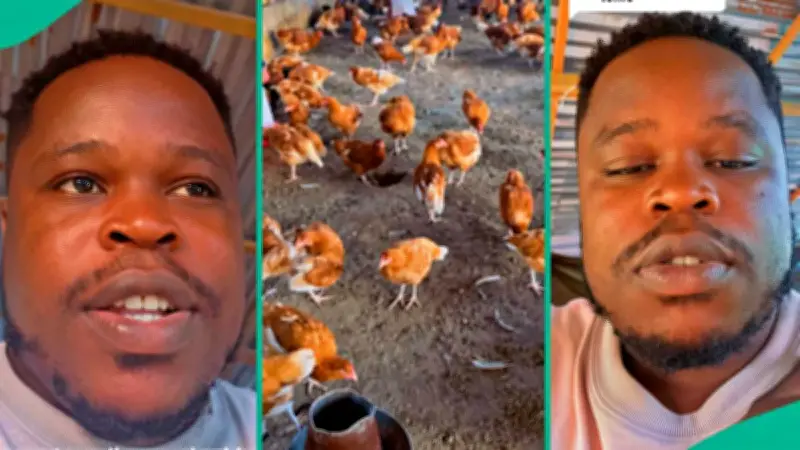 Nigerian Poultry Farmer Regrets After N5m Loss in Layers Business