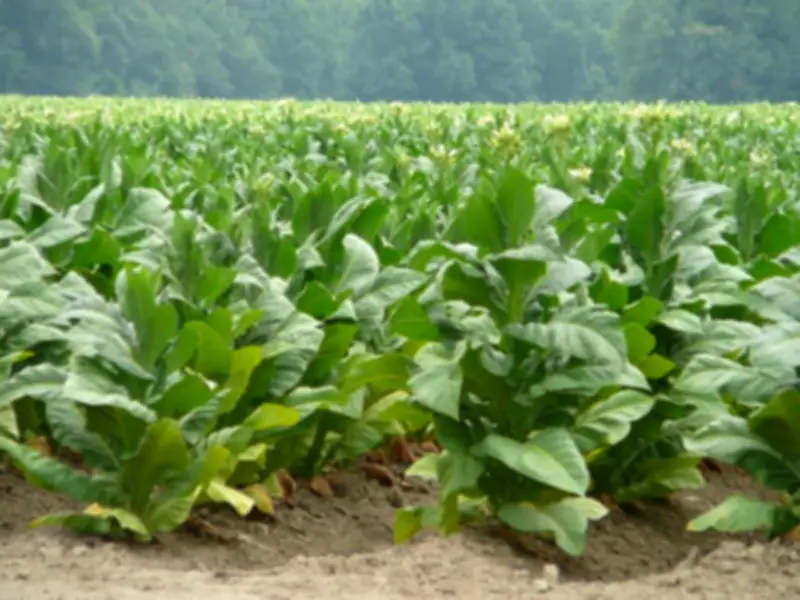 NTCA Warns Tobacco Industry Targets Nigerian Youths via Social Media, Entertainment