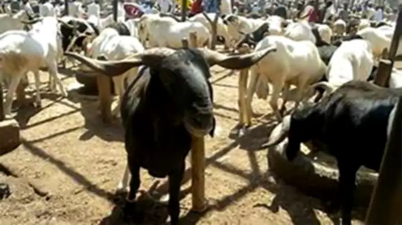 Oyo Impounds Livestock Over Illegal Grazing in Iseyin