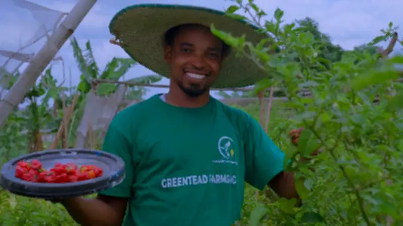 PalmPay Hustle Grant Helps GreenTead Farm Grow into Multi-Million Naira Agribusiness