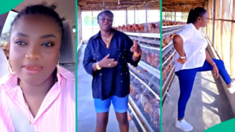 Poultry Farmer Visits Farm Unannounced, Catches Staff Stealing Eggs