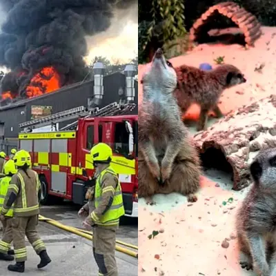 Fire Destroys Children's Zoo, Kills All Animals in Hertfordshire