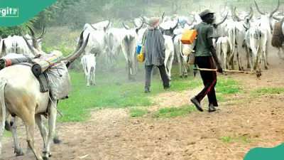 Gunmen Kill 2 Herdsmen in Plateau State, MACBAN Condemns Attack