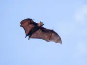 Boy dies of rabies 19 days after bat found on his mouth in Canada