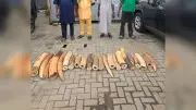 Customs Seizes 130kg Elephant Tusks, Arrests Four Traffickers
