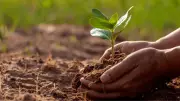 Declining soil health threatens West Africa's agriculture and food security