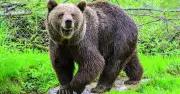 Japan City Shuts 94 Schools as Bear Roams Streets for Days