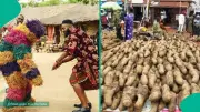 New Yam Festival: Origin, Significance in Igbo Culture and Today
