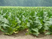 NTCA Warns Tobacco Industry Targets Nigerian Youths via Social Media, Entertainment