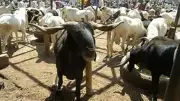 Oyo Impounds Livestock Over Illegal Grazing in Iseyin