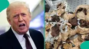 US Bans Bush Meat, Lists Prohibited Items for Travelers in 2026