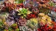 Water-Efficient Houseplants: The Future of Sustainable Urban Living