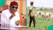 Wike Apologises for Roaming Cattle on Abuja Roads, Takes Responsibility