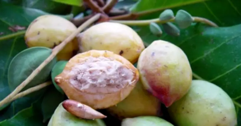 12 Indigenous Nigerian Fruits Slowly Disappearing Due to Deforestation and Urbanisation
