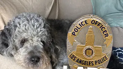 Family Sues LA Over Dog Killed by Police During Knicks Celebration