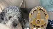 Family Sues LA Over Dog Killed by Police During Knicks Celebration
